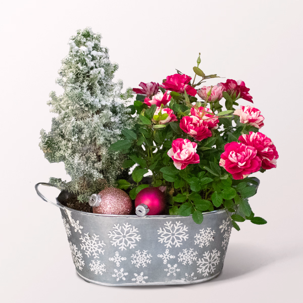 Winter Romance in Pink