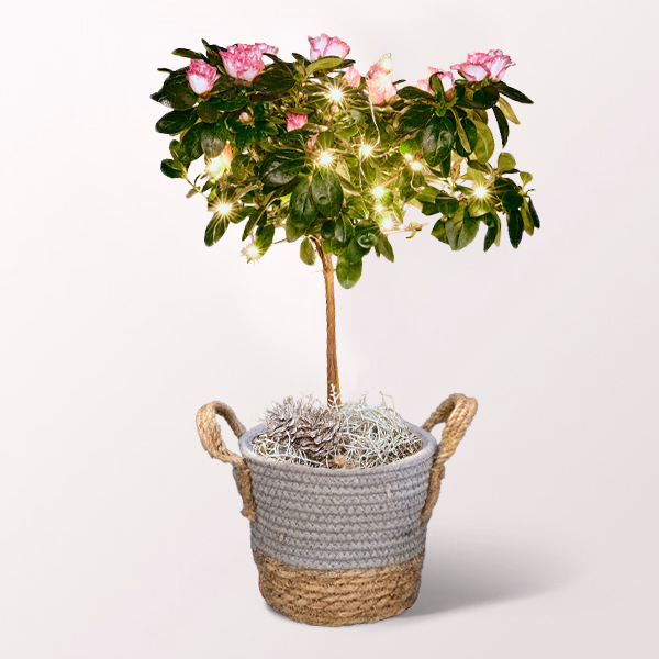 Weihnachts-Azalee mit Lichterkette