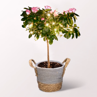 Christmas Azalea with Light Chain