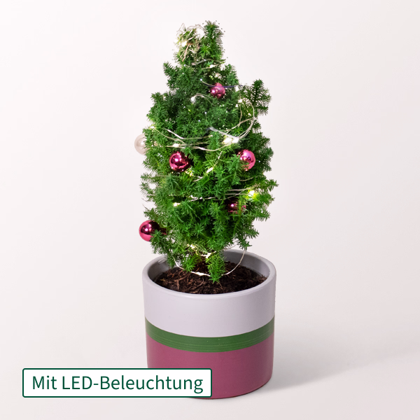 Weihnachtsbaum Sweet Christmas mit Lichterkette