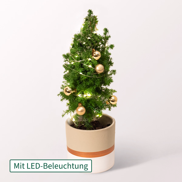 Weihnachtsbaum Sterntaler mit Lichterkette