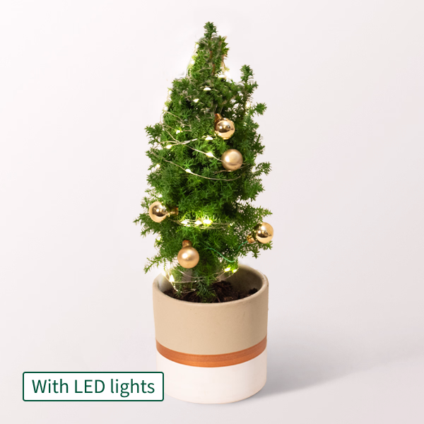 Christmas Tree Sterntaler with X-Mas lights