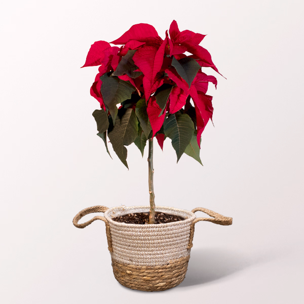Weihnachtsstern als Stämmchen