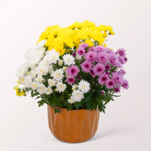 Chrysanthemen Trio