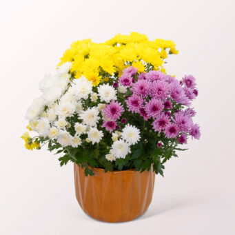 Chrysanthemums trio