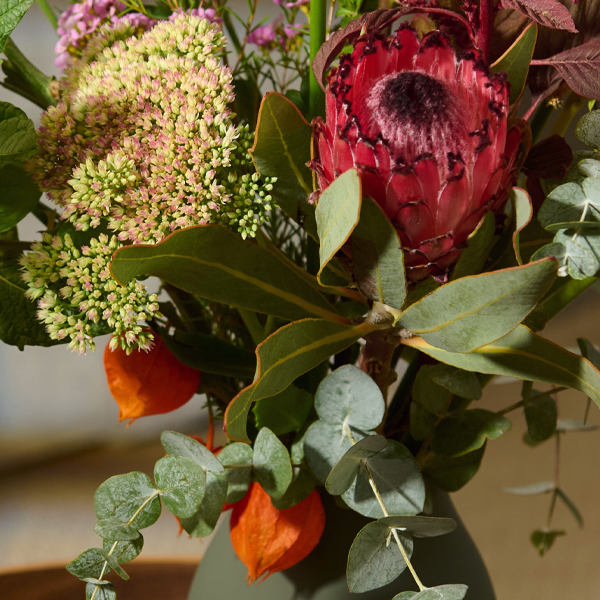 Wild Beauty with Premium Vase & Halloren Balls