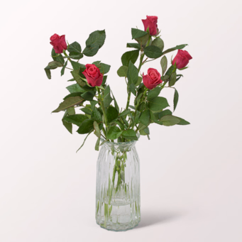 5 pinke, langstielige Rosen (60 cm)