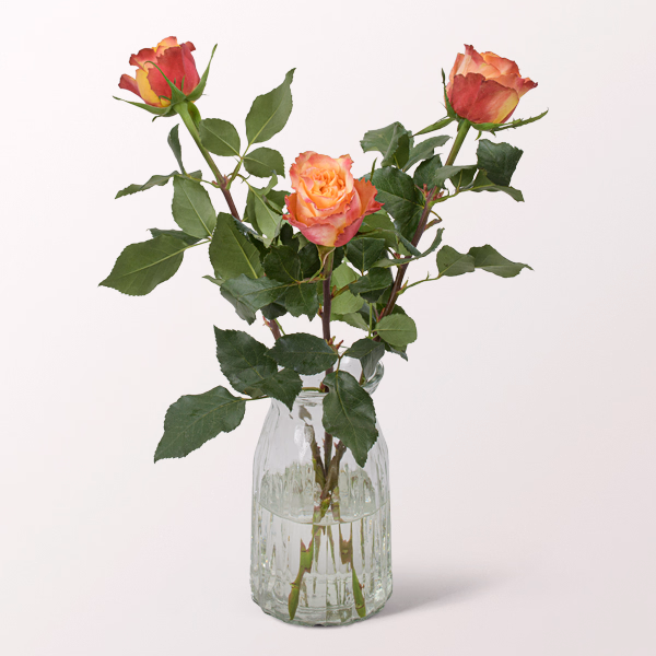 3 orange-rote Rosen