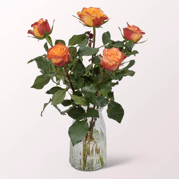 5 orange-red Roses