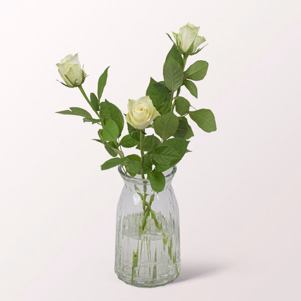 3 weiße Rosen