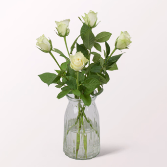 5 white Roses