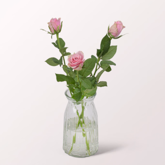 3 rosa Rosen
