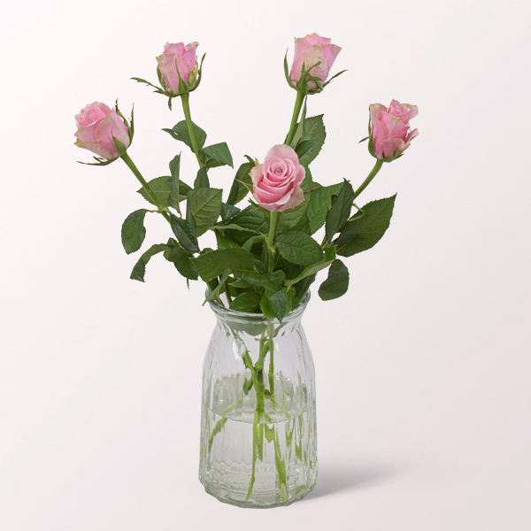 5 rosa Rosen
