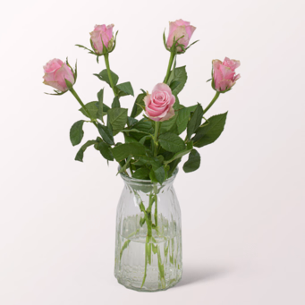 5 light pink Roses