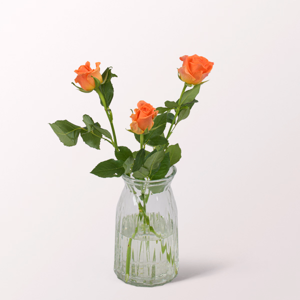 3 orange Rosen