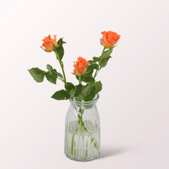 3 orange Rosen