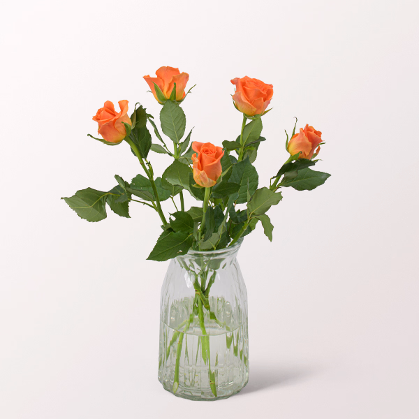 5 orange Rosen