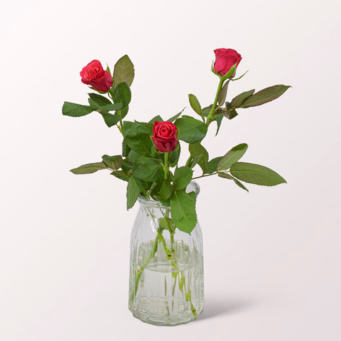 3 pink Roses