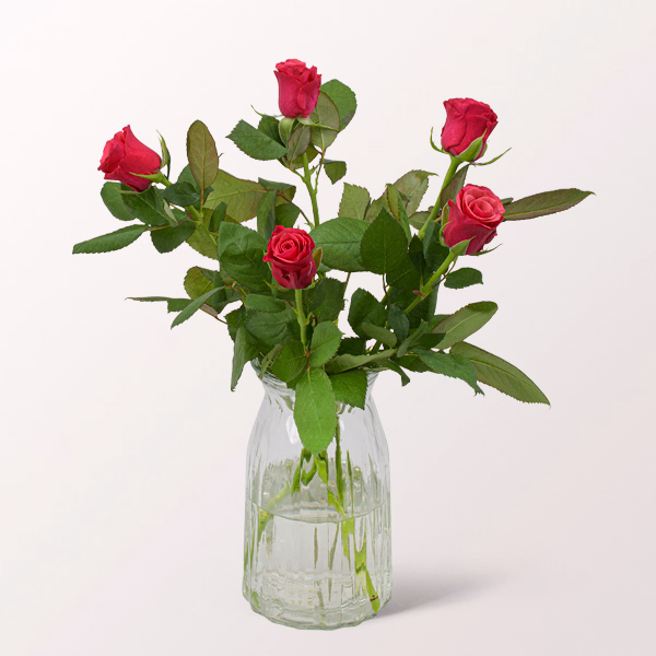 5 pinke Rosen