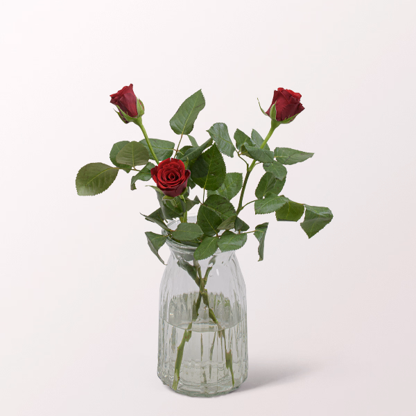 3 rote Rosen