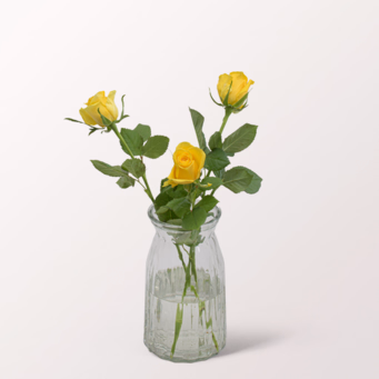 3 gelbe Rosen