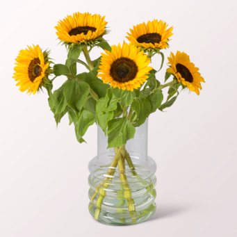 5 Sunflowers