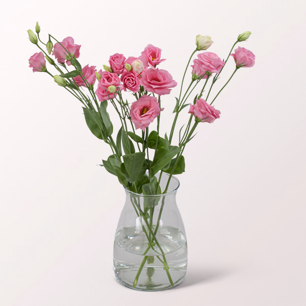 3 rosa Lisianthus