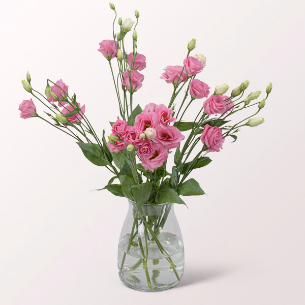 5 rosa Lisianthus