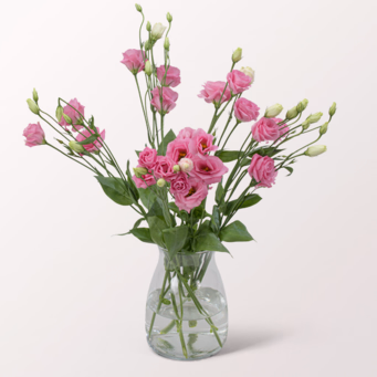 5 rosa Lisianthus