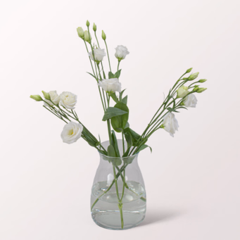3 weiße Lisianthus
