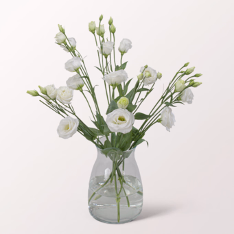 5 white Lisianthus