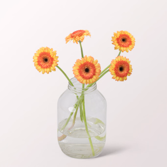 5 orange-gelbe Germini