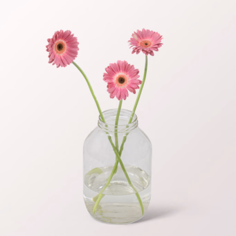 3 dark pink Germini