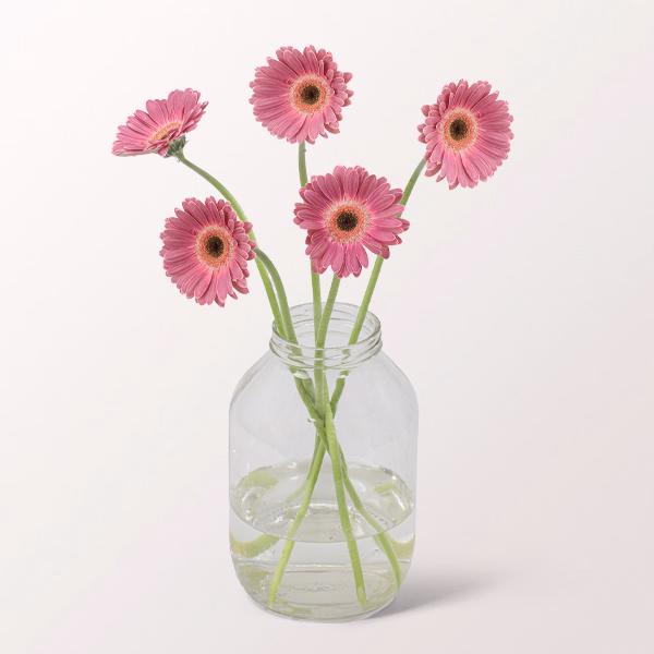 5 dunkelrosa Germini