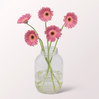 5 dunkelrosa Germini