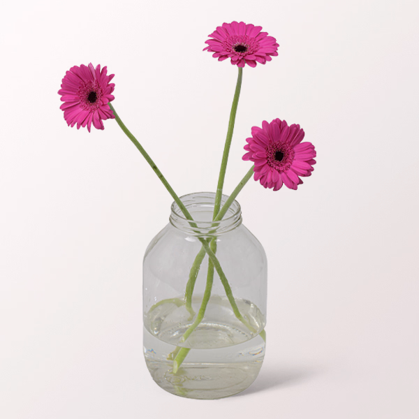 3 pinke Germini