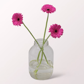 3 pinke Germini