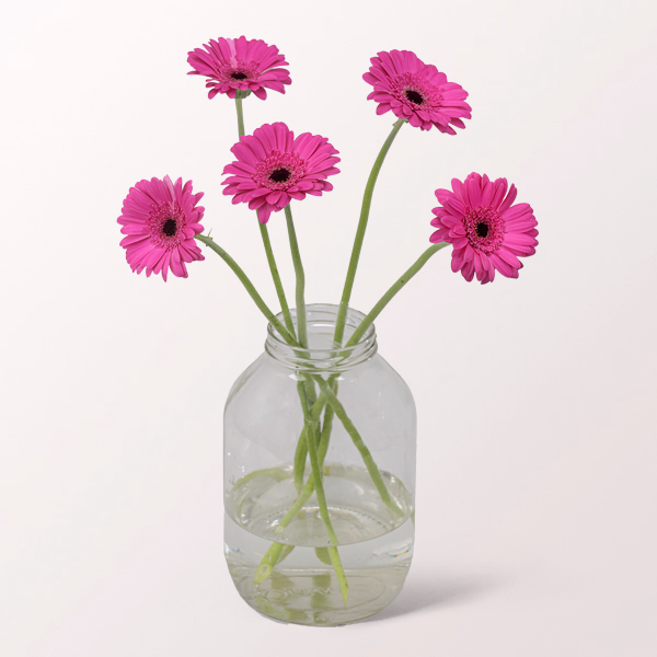 5 pinke Germini