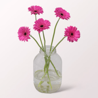 5 pinke Germini