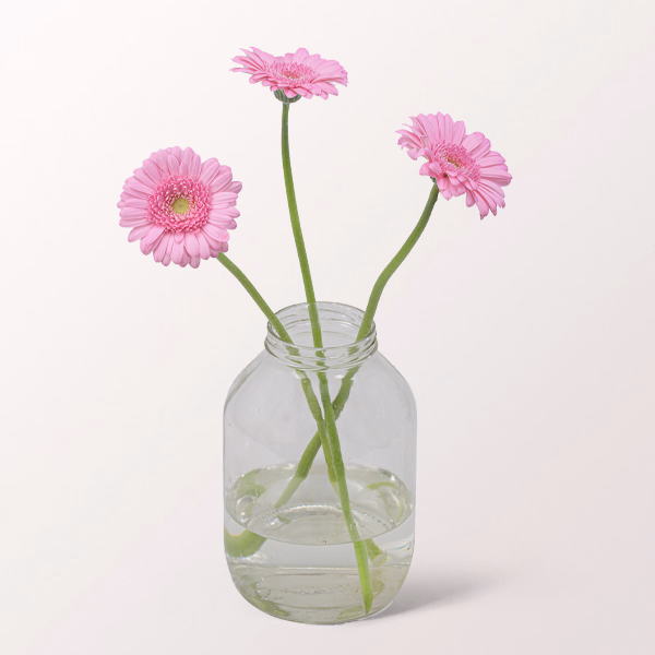 3 rosa Germini