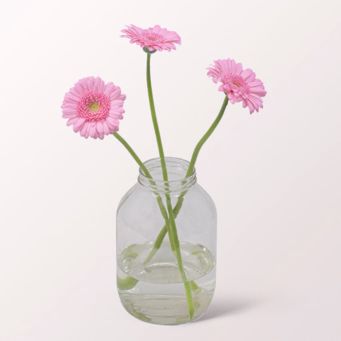 3 light pink Germini