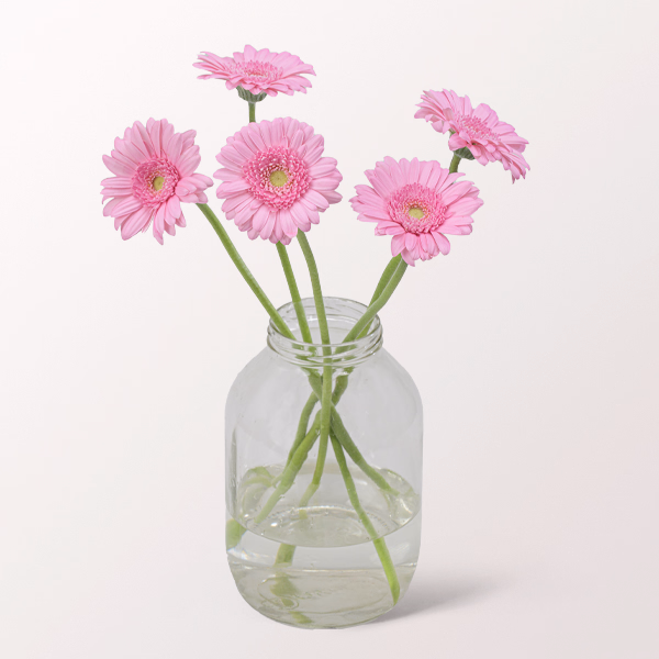 5 rosa Germini