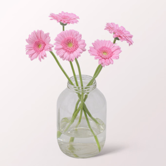 5 rosa Germini