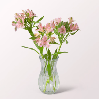 3 light pink Alstroemerie