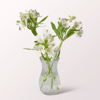 3 white Alstroemerie