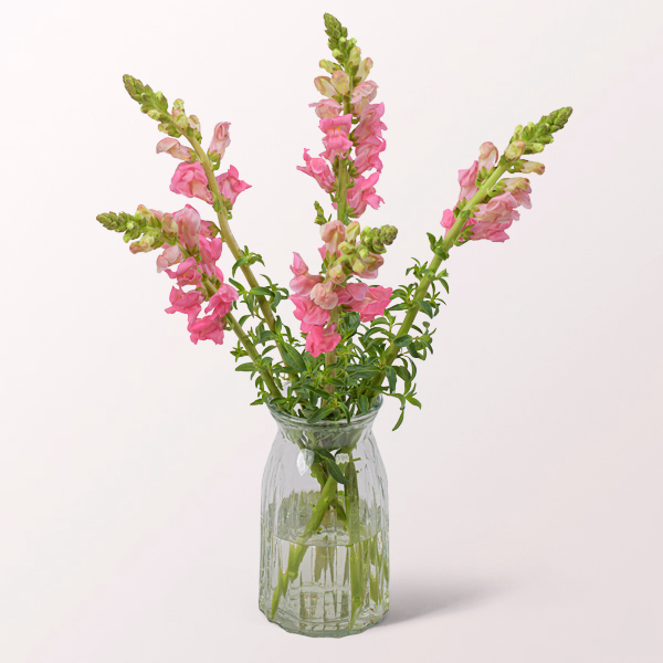 5 rosa Löwenmäulchen