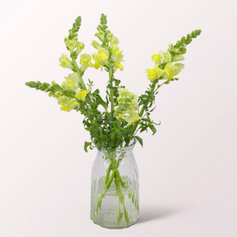 5 yellow Snapdragons
