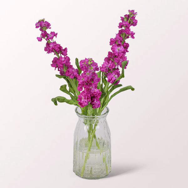 3 pinke Levkojen