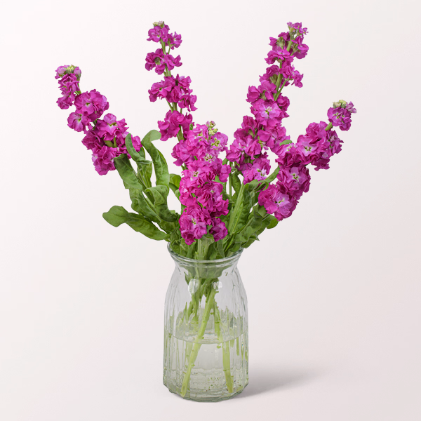 5 pinke Levkojen