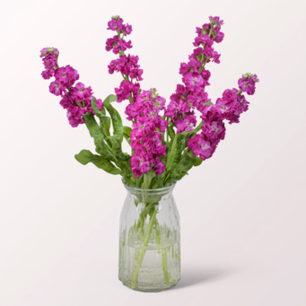 5 pink Gillyflowers